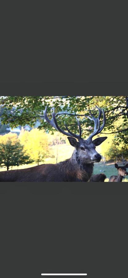 Gite De Montagne Au Pied Du Champ Du Feu Belmont  Zewnętrze zdjęcie